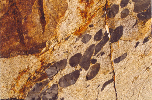 Clastes d’argilite dans des grauwackes jurassiques, Nouméa